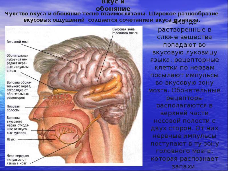 Связь мозга и языка картинка