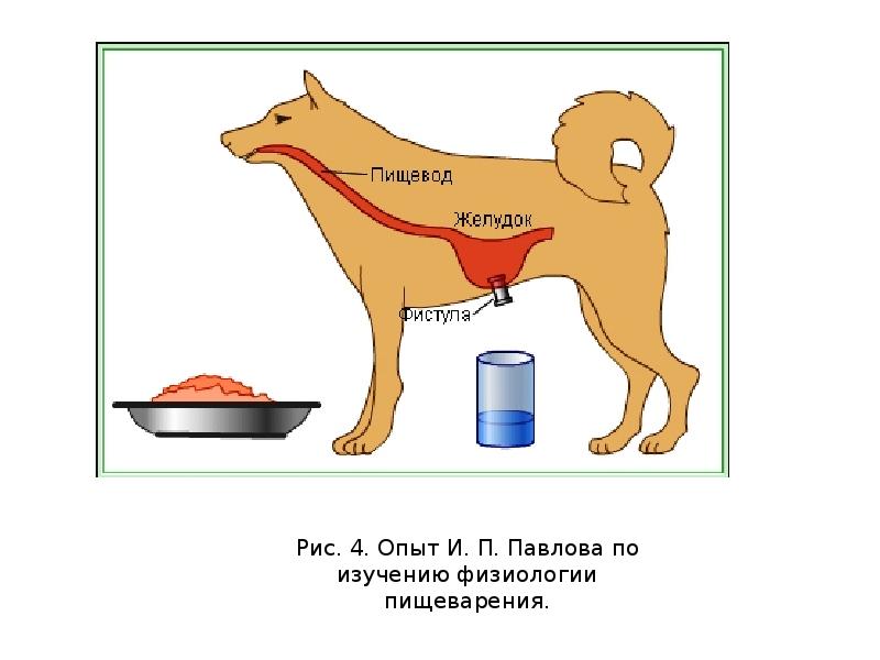 Шаблон презентации пищеварительная система