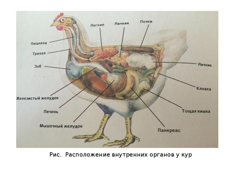 Пищеварительная система утки схема