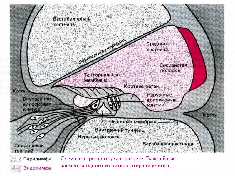 Схема слуховой сенсорной системы физиология