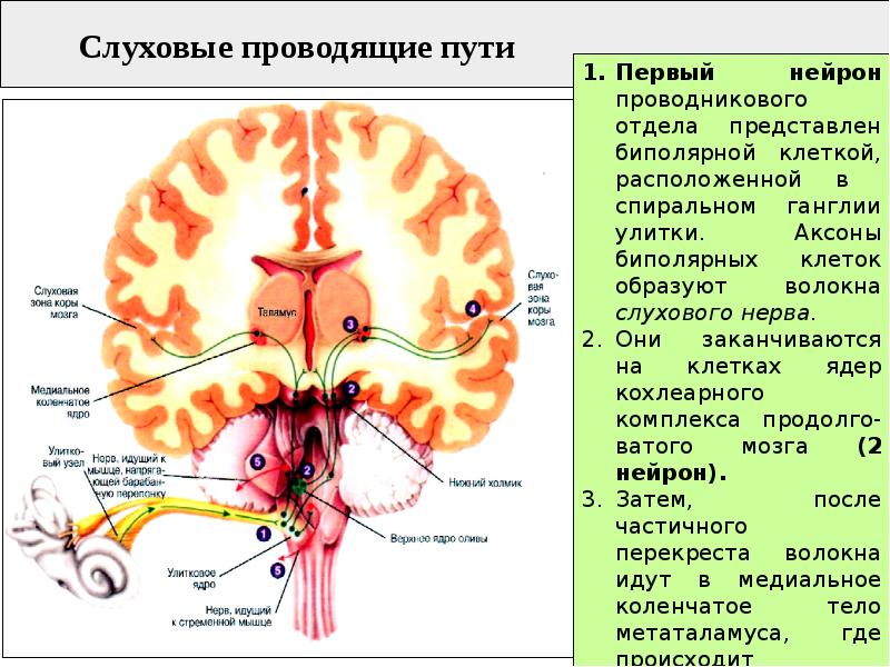 Слуховая сенсорная система схема