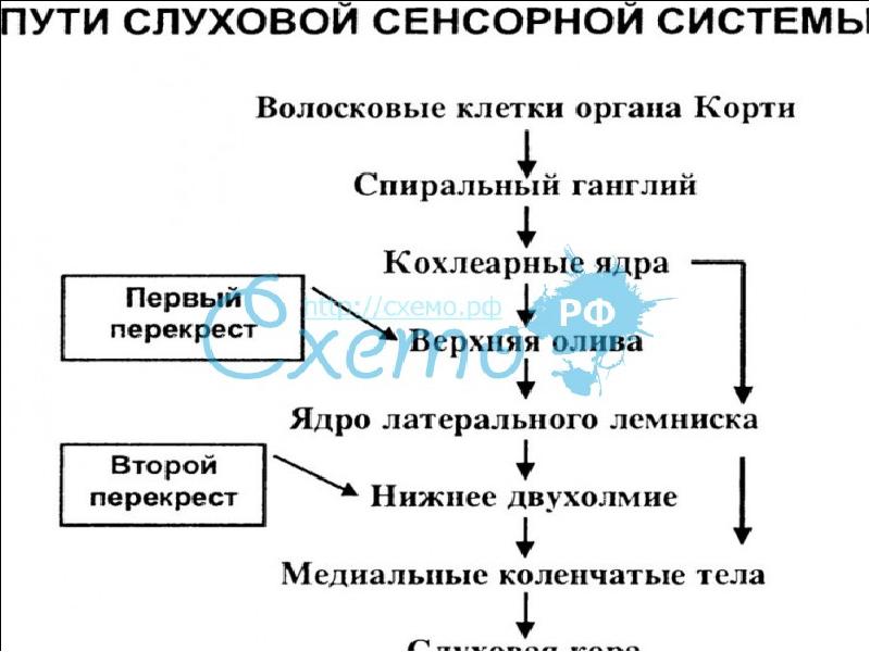 Слуховая сенсорная система презентация