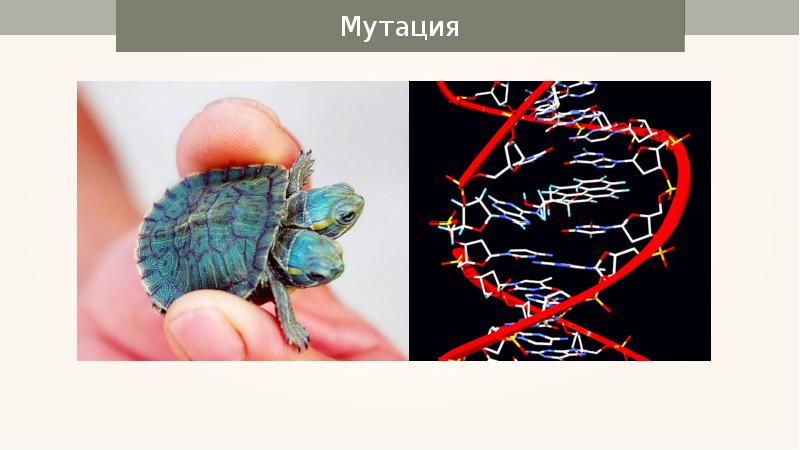 Мутации презентация 11 класс