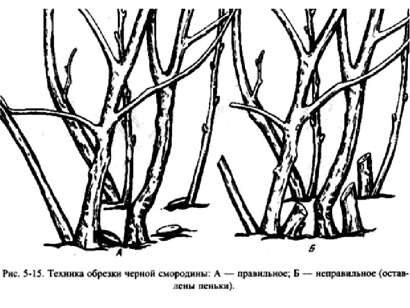 Обрезка жимолости весной для начинающих в картинках пошагово