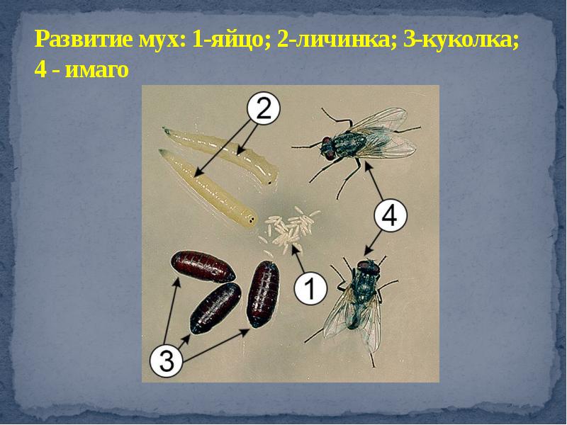 Тип превращения мухи. Жизненный цикл мухи. Схема развития мухи. Стадии развития мухи. Размножение комнатной мухи.