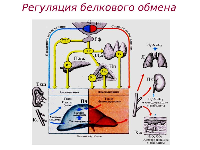 Обмен веществ рисунки