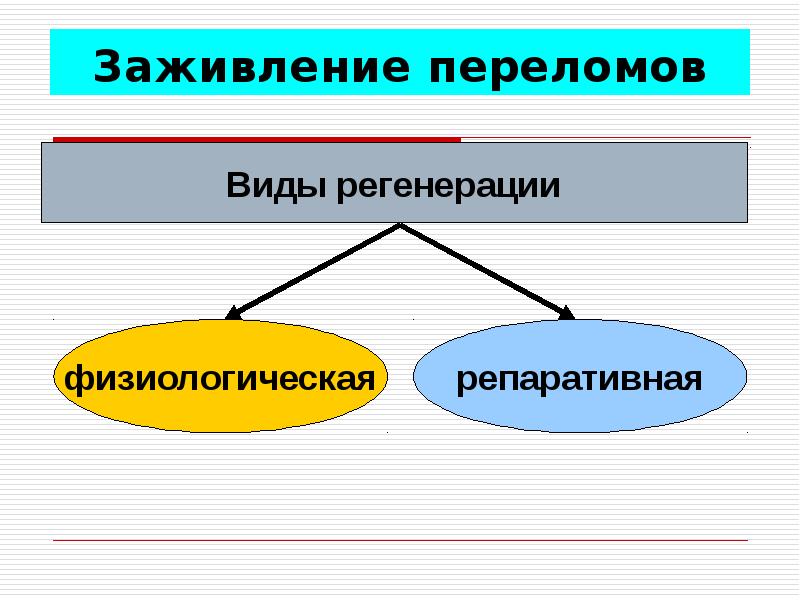 Заживление переломов презентация