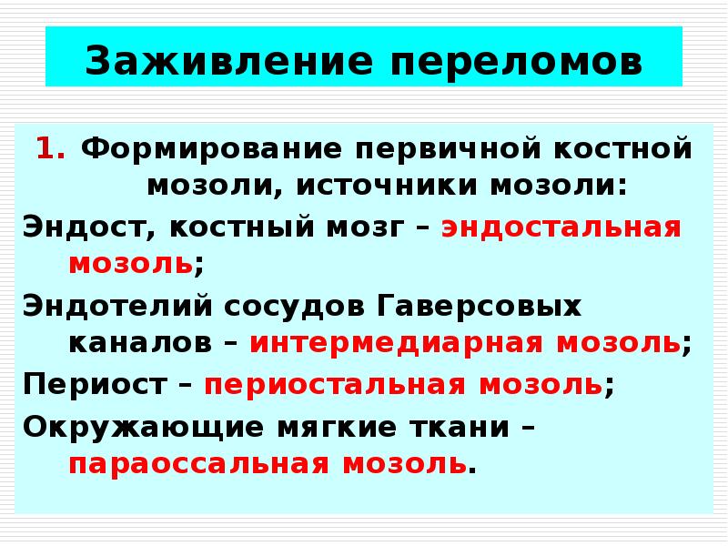 Эндостальная мозоль. Интермедиарной мозоль. Формирование первичной мозоли.