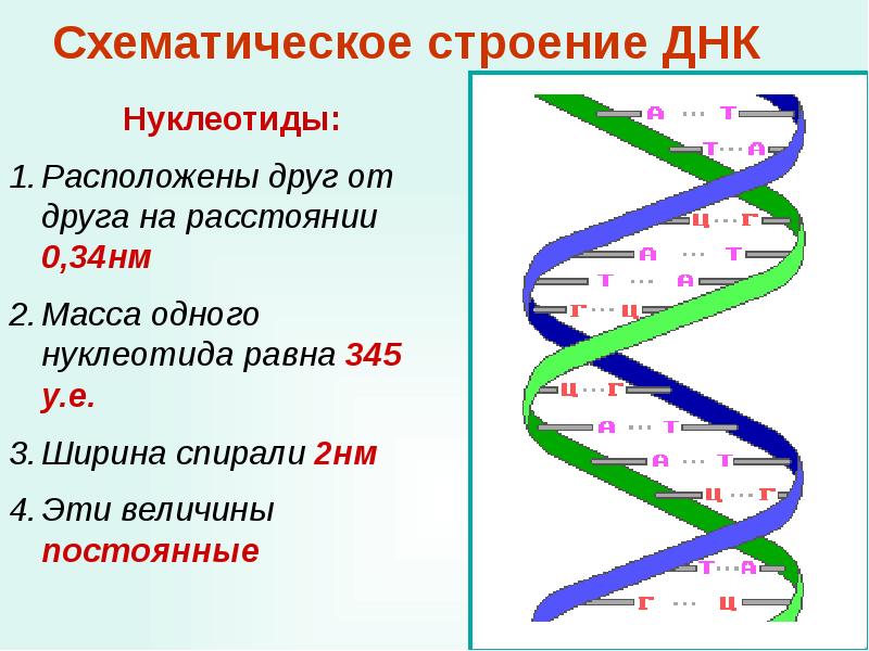 Понятие рекомбинантная дезоксирибонуклеиновая кислота презентация