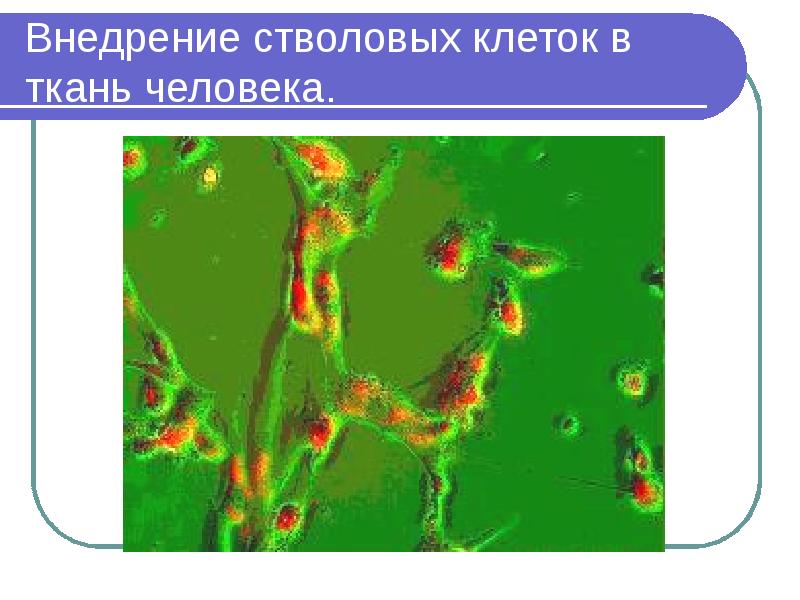 Стволовые клетки презентация 11 класс