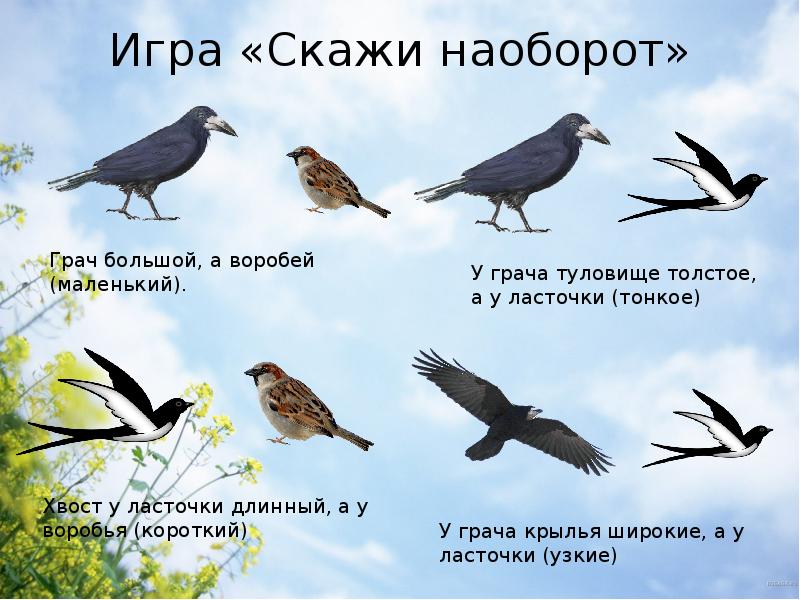 Перелетные птицы презентация для детей