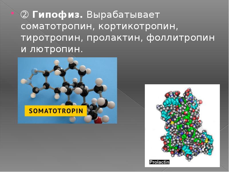 Гормон соматотропин презентация