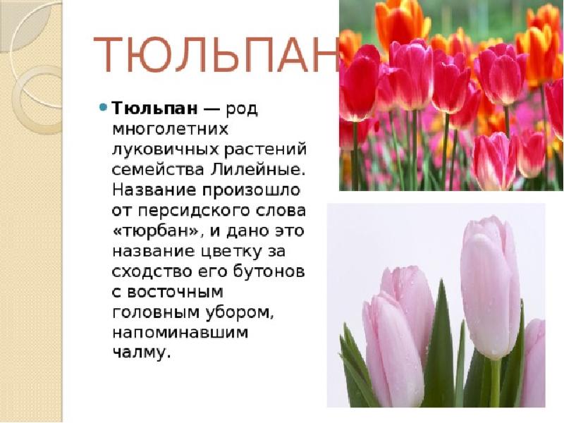 Научный текст про тюльпан