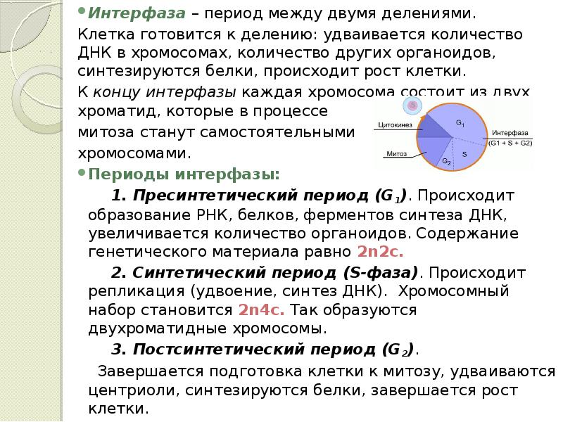 Периоды интерфазы