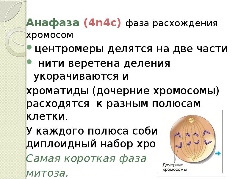 Анафаза днк