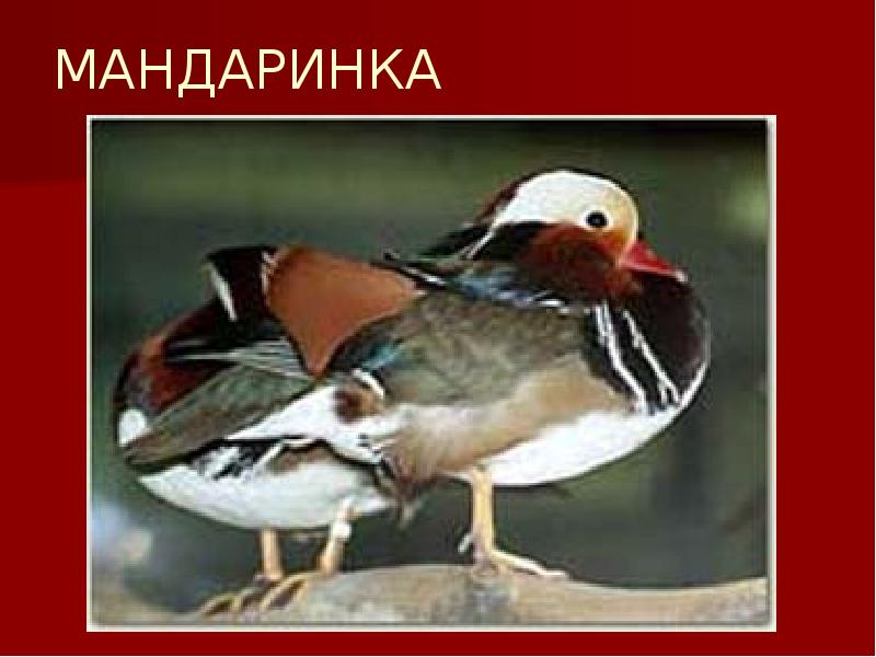 МАНДАРИНКА МАНДАРИНКА