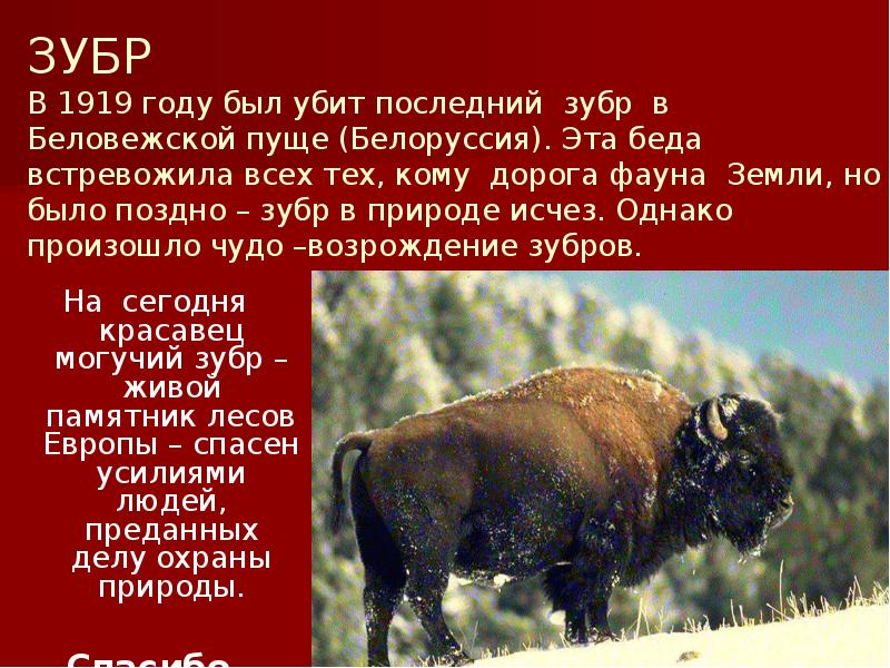 ЗУБР В 1919 году был убит последний зубр в Беловежской пуще ЗУБР В 1919 году был убит последний зубр в Беловежской пуще