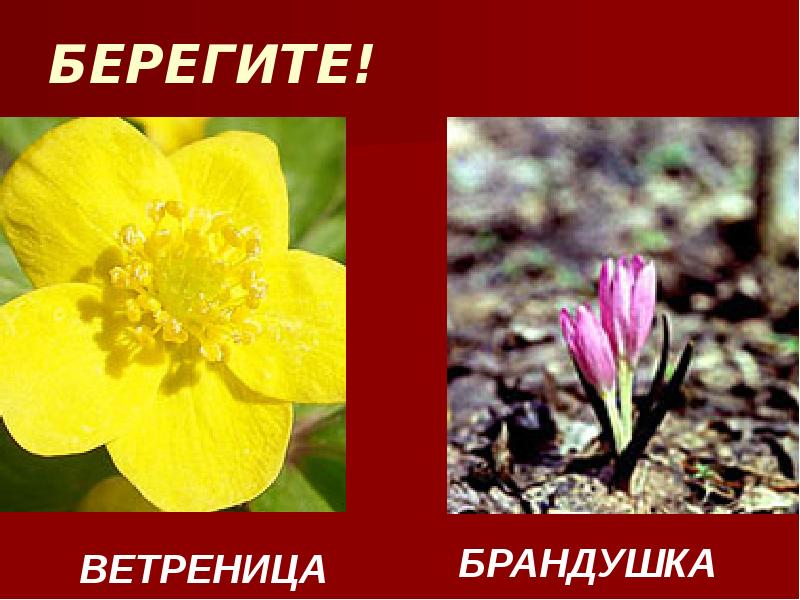 БЕРЕГИТЕ! БЕРЕГИТЕ!