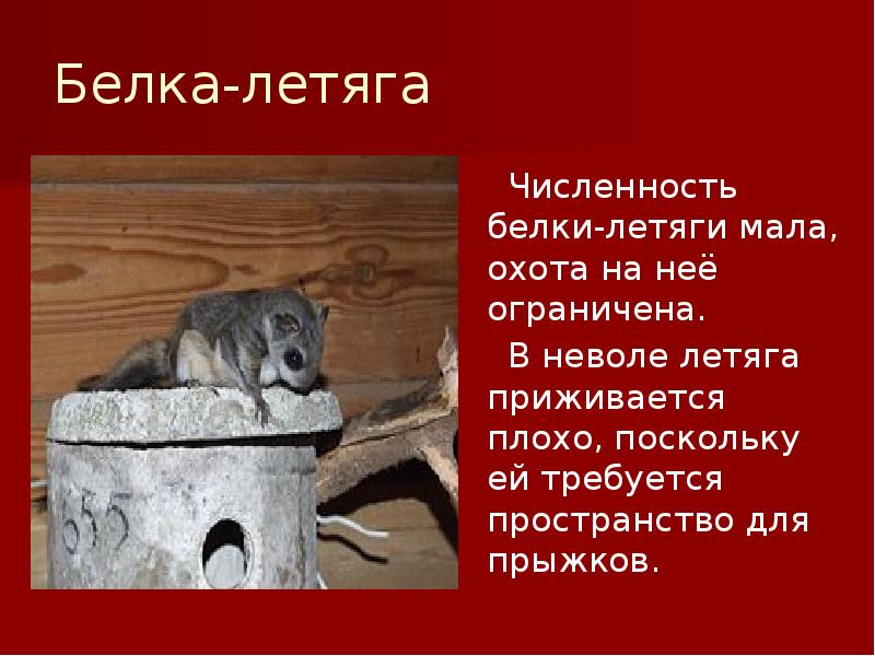 Белка-летяга Белка-летяга