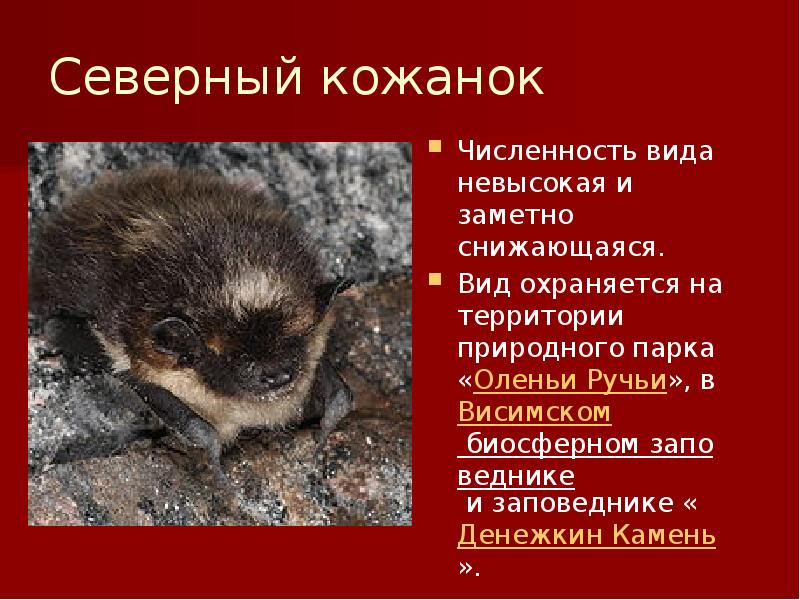 Северный кожанок
Численность вида невысокая и заметно снижающаяся.
Вид охраняется Северный кожанок
Численность вида невысокая и заметно снижающаяся.
Вид охраняется