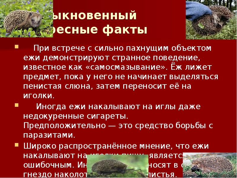 Ёж обыкновенный Интересные факты
При встрече с сильно Ёж обыкновенный Интересные факты
При встрече с сильно