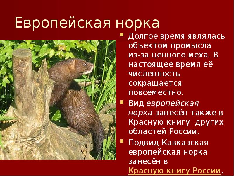 Европейская норка Европейская норка