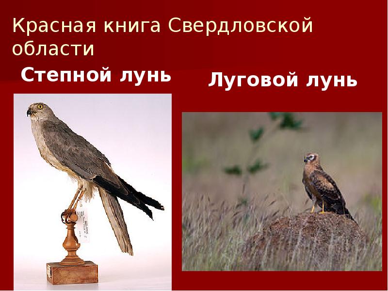 Красная книга Свердловской области
Степной лунь Красная книга Свердловской области
Степной лунь