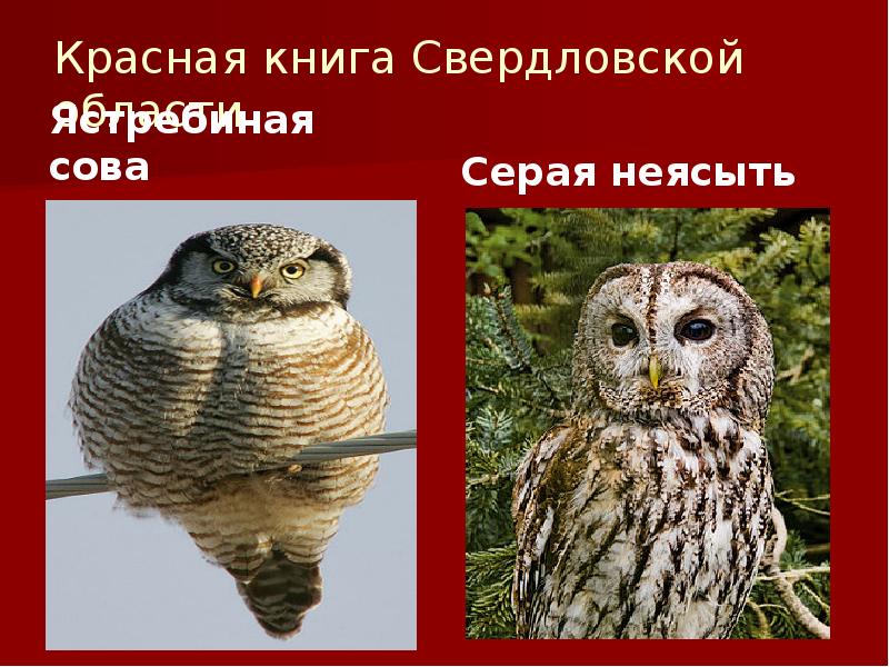 Красная книга Свердловской области
Ястребиная сова Красная книга Свердловской области
Ястребиная сова