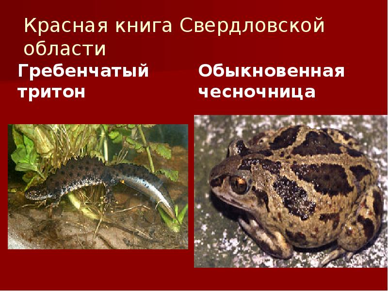 Фото Свердловской Красной Книги