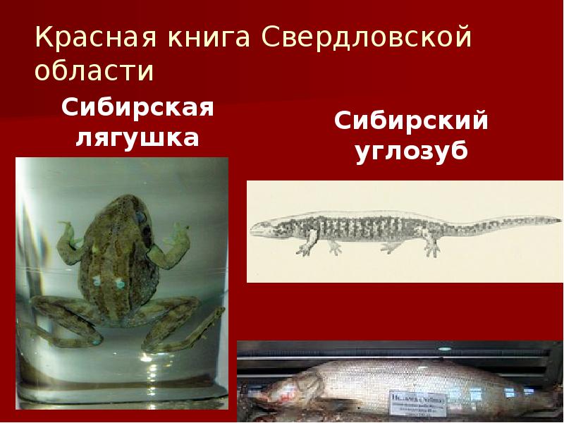 Красная книга Свердловской области
Сибирская лягушка Красная книга Свердловской области
Сибирская лягушка