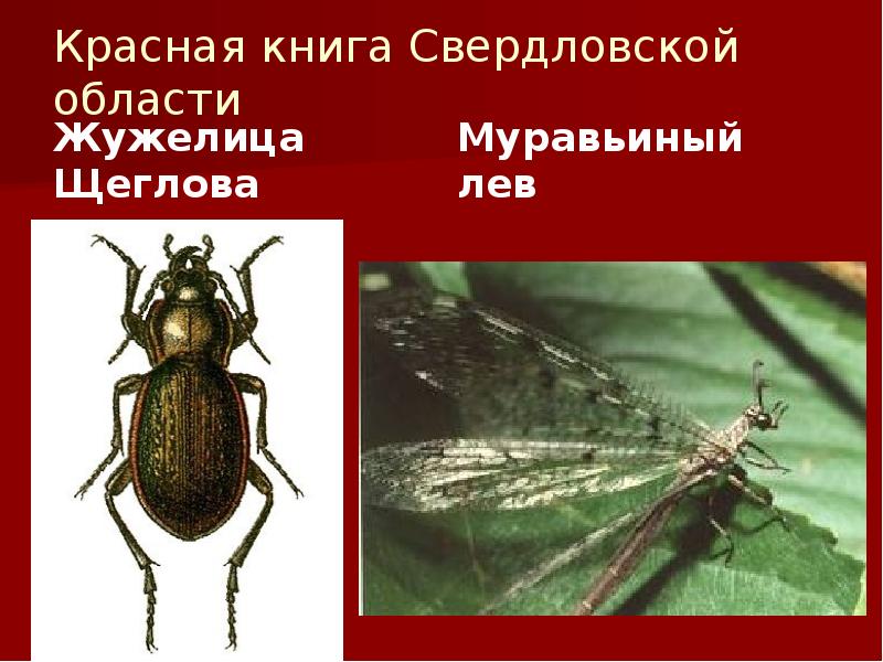 Красная книга Свердловской области
Жужелица Щеглова Красная книга Свердловской области
Жужелица Щеглова
