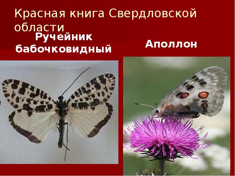 Красная книга Свердловской области
Ручейник бабочковидный Красная книга Свердловской области
Ручейник бабочковидный
