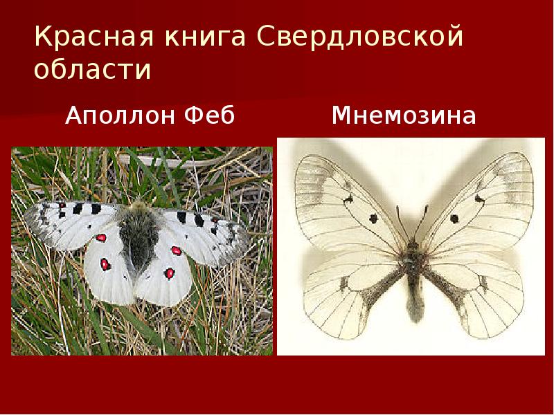Красная книга Свердловской области
Аполлон Феб Красная книга Свердловской области
Аполлон Феб