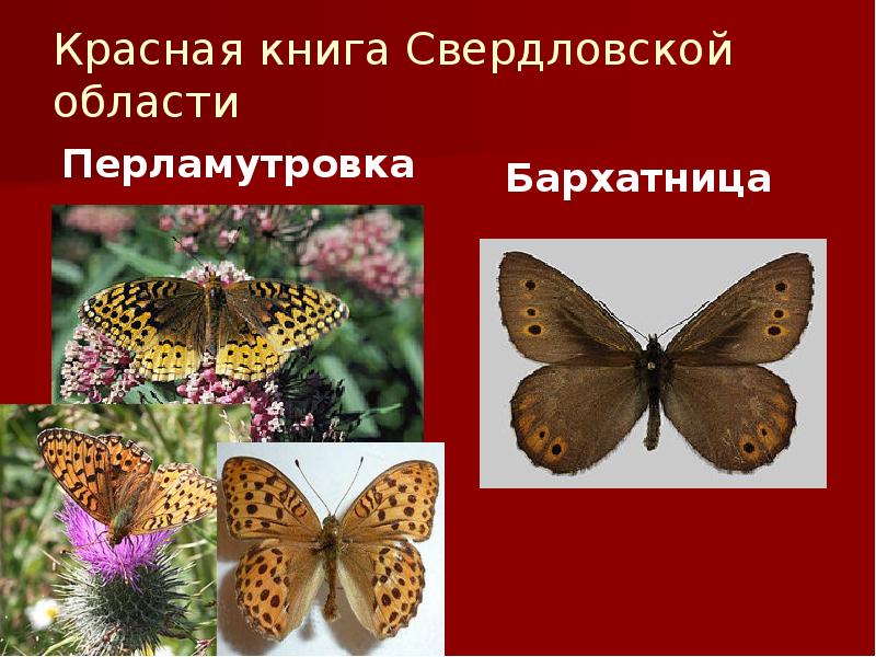 Красная книга Свердловской области
Перламутровка Красная книга Свердловской области
Перламутровка