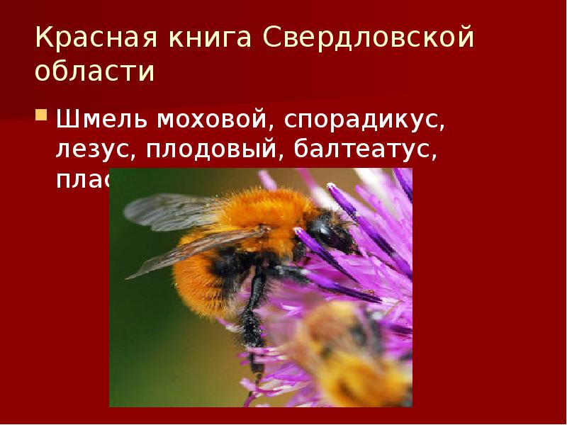 Красная книга Свердловской области
Шмель моховой, спорадикус, лезус, плодовый, балтеатус, пластинчатозубый Красная книга Свердловской области
Шмель моховой, спорадикус, лезус, плодовый, балтеатус, пластинчатозубый