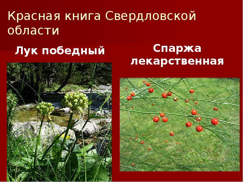 Красная книга Свердловской области
Лук победный Красная книга Свердловской области
Лук победный