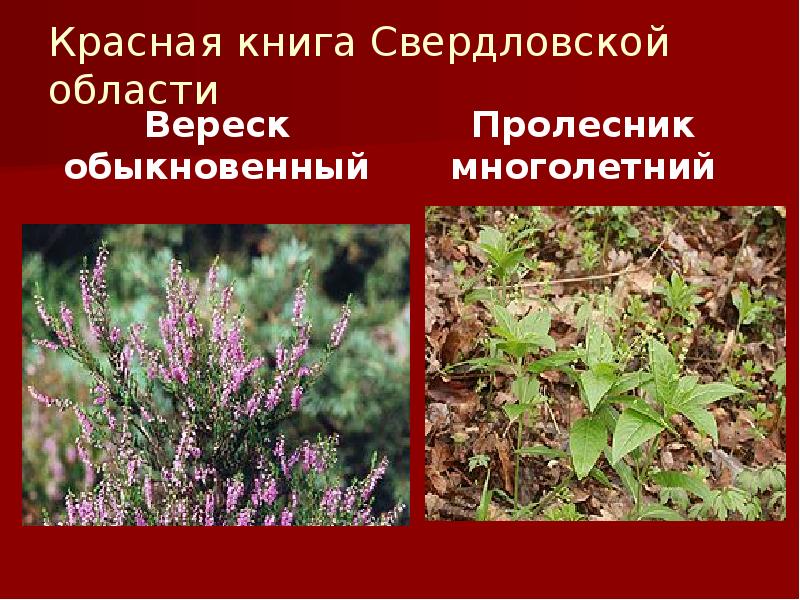 Красная книга Свердловской области
Вереск обыкновенный Красная книга Свердловской области
Вереск обыкновенный