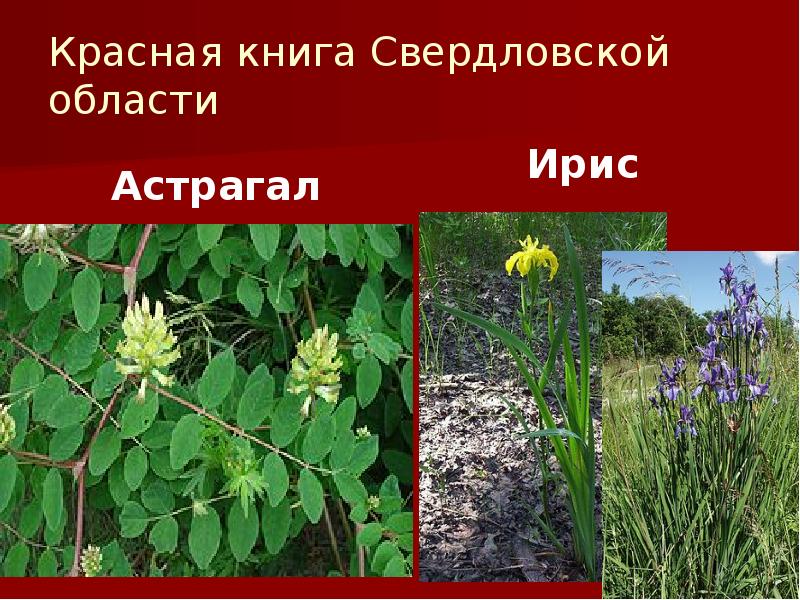 Красная книга Свердловской области
Астрагал Красная книга Свердловской области
Астрагал