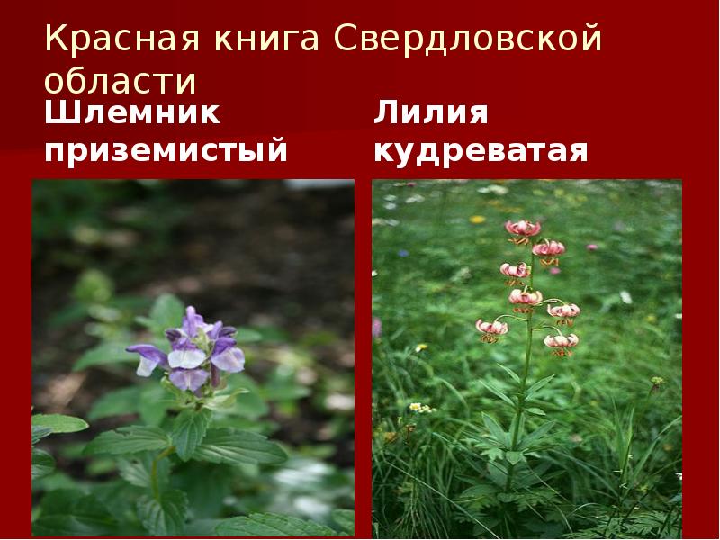 Красная книга Свердловской области
Шлемник приземистый Красная книга Свердловской области
Шлемник приземистый