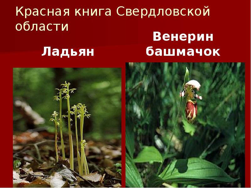 Красная книга Свердловской области
Ладьян Красная книга Свердловской области
Ладьян