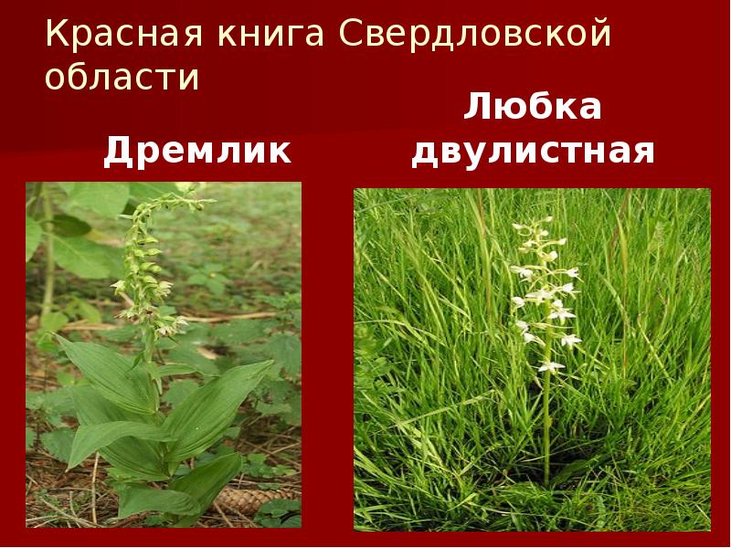 Красная книга Свердловской области
Дремлик Красная книга Свердловской области
Дремлик