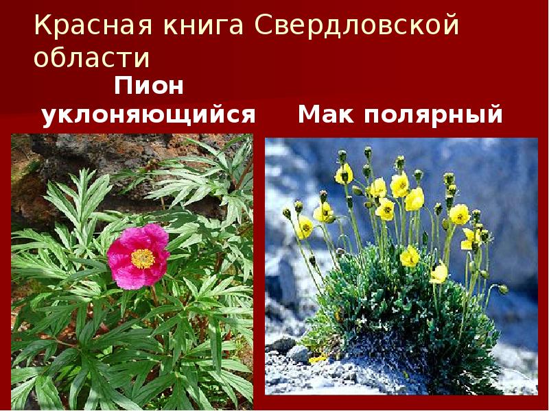 Красная книга Свердловской области
Пион уклоняющийся Красная книга Свердловской области
Пион уклоняющийся