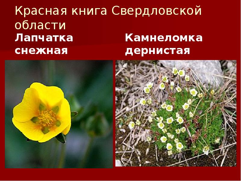 Красная книга Свердловской области
Лапчатка снежная Красная книга Свердловской области
Лапчатка снежная