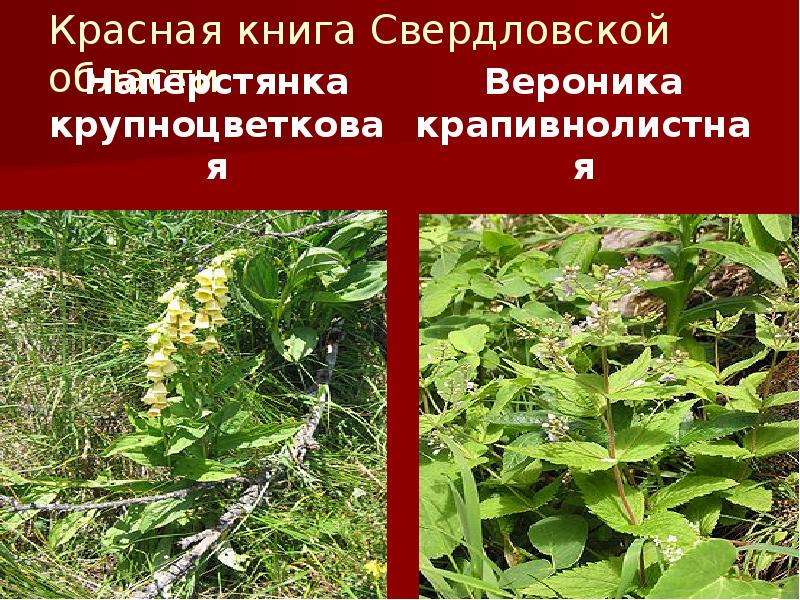 Красная книга Свердловской области
Наперстянка крупноцветковая Красная книга Свердловской области
Наперстянка крупноцветковая