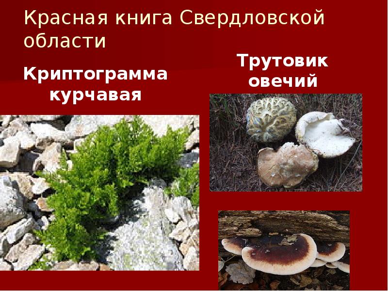 Красная книга Свердловской области
Криптограмма курчавая Красная книга Свердловской области
Криптограмма курчавая