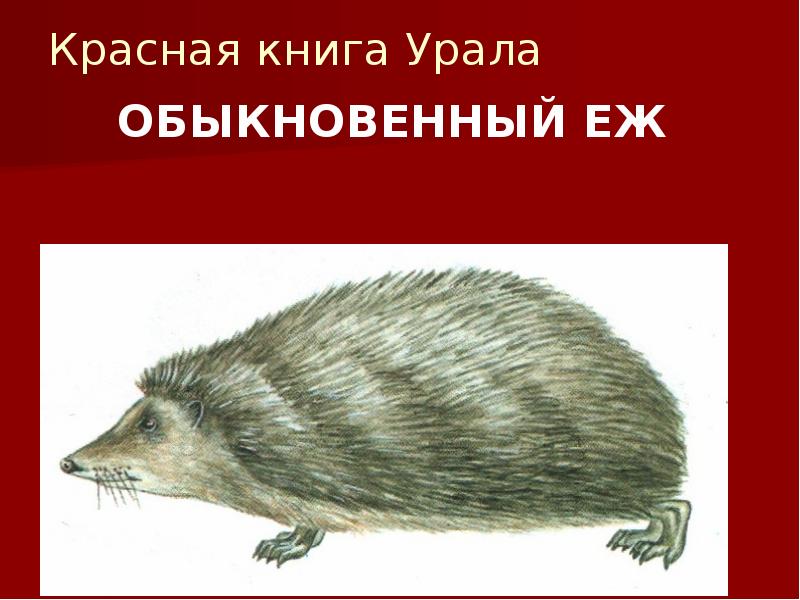 Красная книга урала презентация