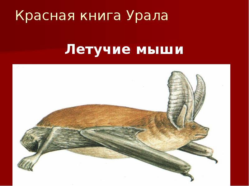 Красная книга Урала
Летучие мыши Красная книга Урала
Летучие мыши