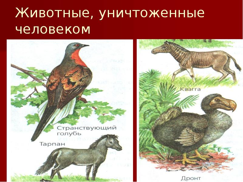 Животные, уничтоженные человеком Животные, уничтоженные человеком