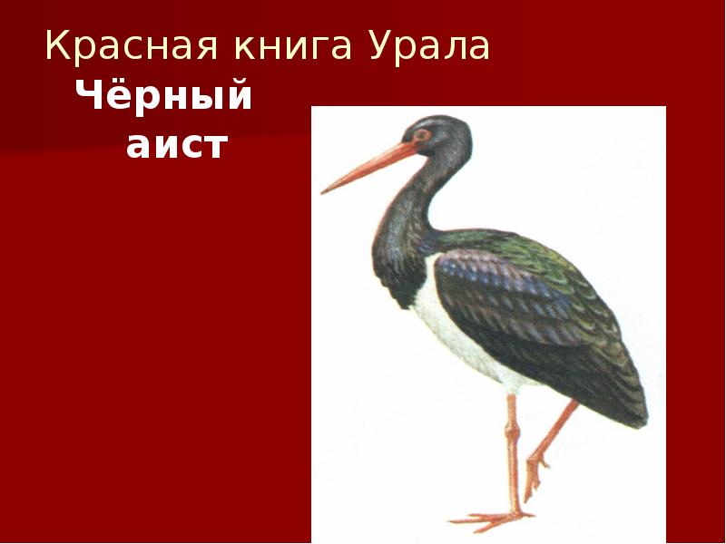 Красная книга Урала
Чёрный аист Красная книга Урала
Чёрный аист