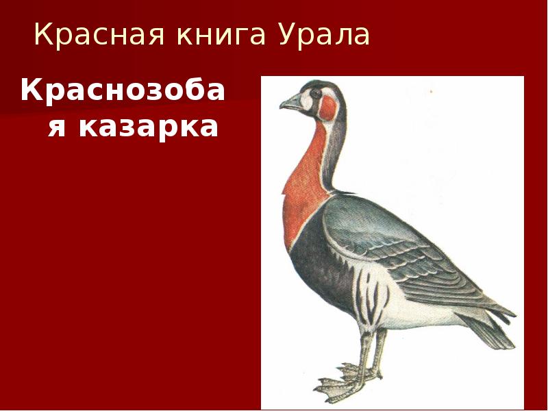 Красная книга Урала
Краснозобая казарка Красная книга Урала
Краснозобая казарка